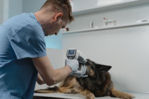 how to become a vet in germany